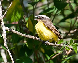 M. s. pallidiventris São Paulo, Brazil