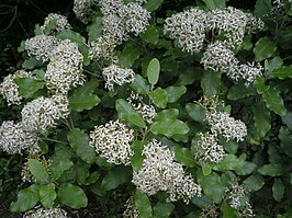 Olearia angulata