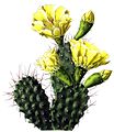 La penca (Opuntia sulphurea) es una cactácea cuyos cladodios o ramificaciones son aplanadas.