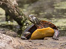 An adult painted turtle specimen pointed toward the viewer with its head raised and facing towards its right.