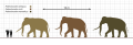 Comparación de especies de Paleoxodon.