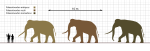 Palaeoloxodon-Species-Scale-Diagram-SVG-Steveoc86.svg