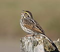 46 Passerculus sandwichensis (Savannah sparrow)