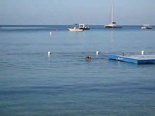 File:Pelecanus occidentalis -Jamaica -fishing-8.ogv