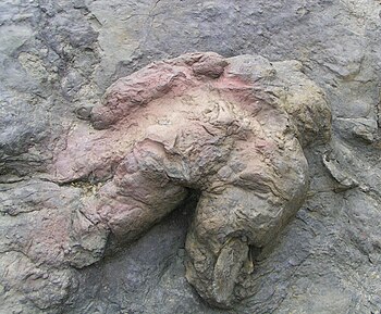 Tyrannosaurus footprint from Philmont Scout Ra...
