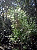 Smámynd fyrir Pinus arizonica