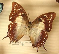 Polyura pyrrhus.