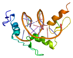 Protein EGR2 PDB 1a1i.png