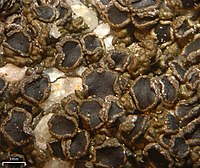 Protoparmelia badia - Flickr - pellaea (3)