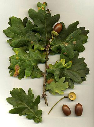 Pedunculate Oak foliage and acorns - photo en:...