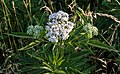 Burjan, apta, ili aptovina (Sambucus ebulus)