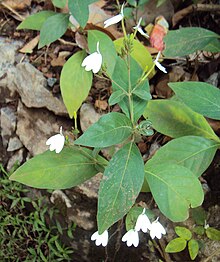Leaves and small white flowers
