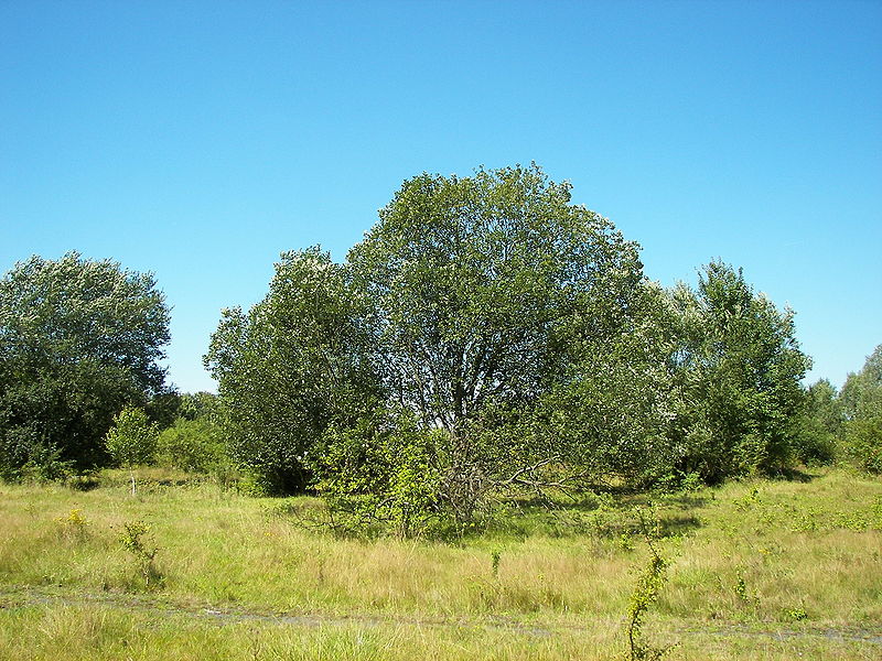 Fájl:Salix caprea 035.jpg