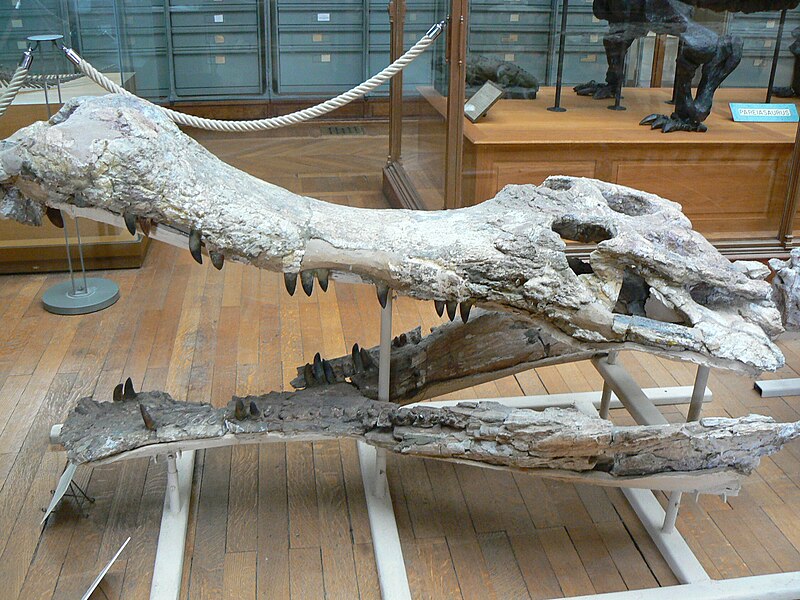 800px-Sarcosuchus_imperator_skull_side.JPG