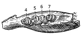 Челюсть Scleromys angustus