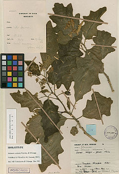 Description de l'image Solanum umtuma holotype.jpeg.