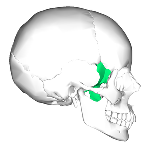 Sphenoid bone - lateral view.png