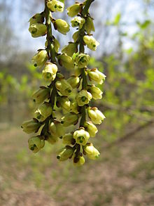 Stachyurus praecox3.jpg