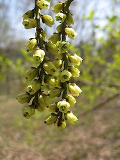 Stachyurus praecox