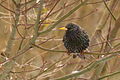 Star (Sturnus vulgaris) Der erste Star des Jahres, natürlich im Schlichtkleid(*)