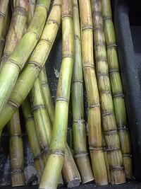 Sugar Cane closeup.jpg