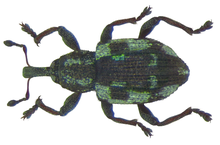 A green and black beetle