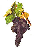 Ripening Tempranillo grapes