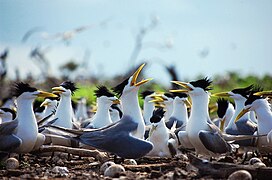 A colony of Crested tern in the natural park