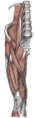 Aurreko giharrak, koadrizepsa batik bat.