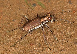 Cylindera minuta