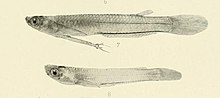 Miniatura para Tomeurus gracilis