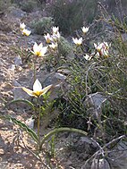 Tulipa biflora