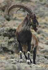 Äthiopischer Steinbock