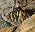 At Jayanti in Buxa Tiger Reserve