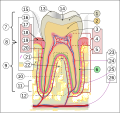 Thumbnail for version as of 23:02, 30 October 2013