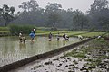 छोटो चित्र ०४:०६, ३ जुन २०१० संस्करणको रुपमा