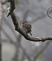 Miniatura da versão das 13h32min de 24 de janeiro de 2012