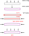 Pisipilt versioonist seisuga 7. juuli 2007, kell 02:24