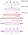 Pisipilt versioonist seisuga 7. juuli 2007, kell 02:27