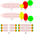 Vorschaubild der Version vom 07:46, 7. Mär. 2009