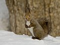 2010年2月3日 (水) 11:36時点における版のサムネイル