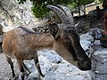 Μικρογραφία για την έκδοση της 17:55, 21 Μαΐου 2018