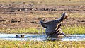 17:55, 18 ноябрь 2018 тарих алай жьуредин бицlи акунар