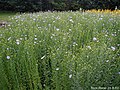 2005年10月10日 (月) 18:18時点における版のサムネイル