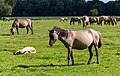 Vorschaubild der Version vom 17:40, 12. Aug. 2014