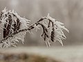 Vignette pour la version du 19 janvier 2017 à 18:20