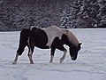 2007年3月15日 (木) 08:41時点における版のサムネイル