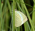 2007年8月9日 (木) 10:36時点における版のサムネイル