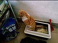 於 2008年3月8日 (六) 12:32 版本的縮圖