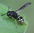 Miniatuurafbeelding voor de versie van 21 jun 2016 19:05